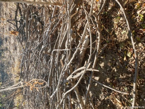 Lemne de foc 3mc - imagine 2