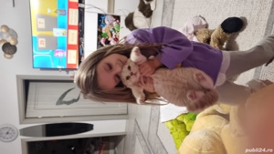 Pisici Bri Shorthair mai multe culori  - imagine 6