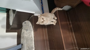 Pisici Bri Shorthair mai multe culori  - imagine 4