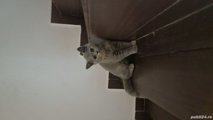 Pisici Bri Shorthair mai multe culori  - imagine 3