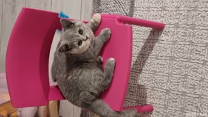 Pisici Bri Shorthair mai multe culori  - imagine 8