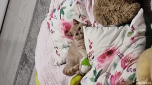 Pisici Bri Shorthair mai multe culori  - imagine 9