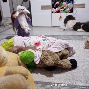 Pisici Bri Shorthair mai multe culori  - imagine 7