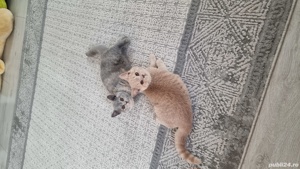 Pisici Bri Shorthair mai multe culori  - imagine 2