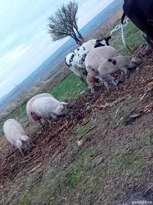 porci mari crescuti eco - imagine 2