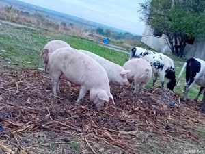 porci mari crescuti eco - imagine 3