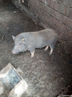 vind porci - imagine 2