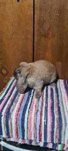 berbec german schimb cu perusi - imagine 4