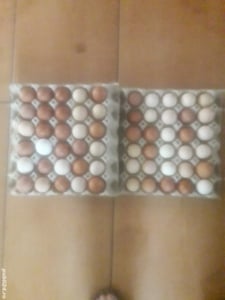 Vind gaini de curte crescute la țară și ouă - imagine 4 Vind gaini de curte crescute la țară și ouă - imagine 4