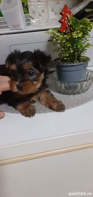 puiuții de yorkshire terier  de greutatea 2.500 kg maxim  dețin și părinții puilor 