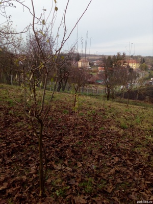 vand gradina, teren agricol si livada, central, totul intabulat 3.000mp - imagine 3