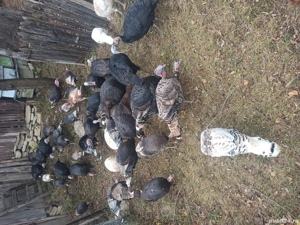 Curani de tara - imagine 4 Curani de tara - imagine 4