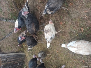 Curani de tara - imagine 6 Curani de tara - imagine 6