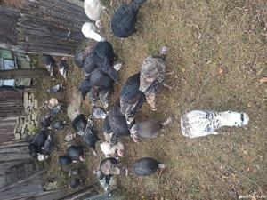 Curani de tara - imagine 5 Curani de tara - imagine 5