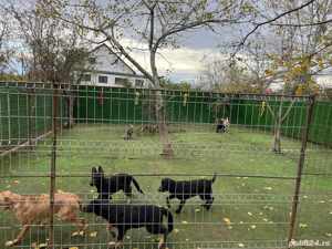 Dresaj si pensiune canina - imagine 4