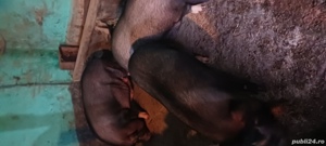 De vanzare porci vietnamezi - imagine 3