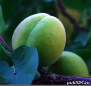 caise verzi congelate