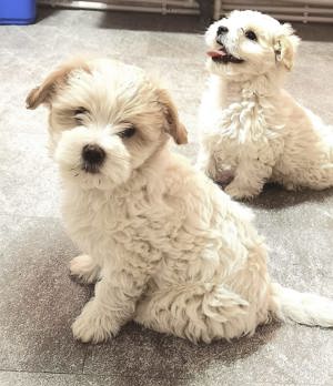 Bichon maltez mini  - imagine 5 Bichon maltez mini  - imagine 5