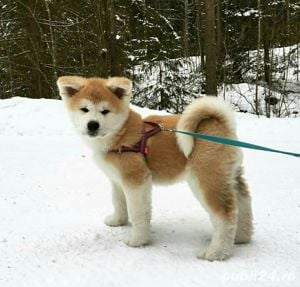 Puiuți akita inu Hachiko transport gratuit  - imagine 1