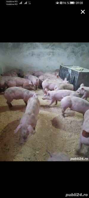 Porci de vanzare - imagine 3