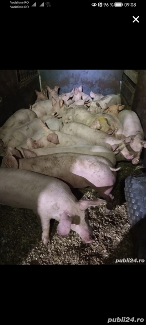 Porci de vanzare - imagine 2