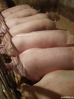 Porci mari rasă de carne 