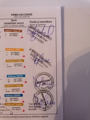 Bichon Maltez mini toy  - imagine 3