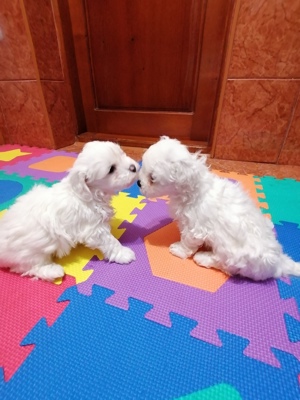 Bichon Maltez mini toy  - imagine 5