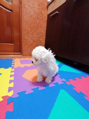Bichon Maltez mini toy  - imagine 4