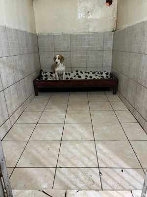 Dresaj si pensiune canina - imagine 6