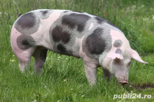 Vand Porci super oferta 