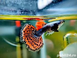 Vand Guppy Dumbo Platinum Red Mosaic - direct din crescatoria proprie - imagine 2  Vand Guppy Dumbo Platinum Red Mosaic - direct din crescatoria proprie - imagine 2