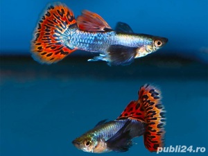 Vand Guppy Dumbo Platinum Red Mosaic - direct din crescatoria proprie - imagine 4  Vand Guppy Dumbo Platinum Red Mosaic - direct din crescatoria proprie - imagine 4