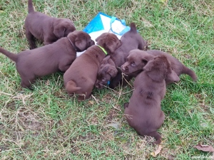 Labrador ciocolatiu  - imagine 2