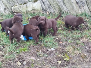 Labrador ciocolatiu  - imagine 3