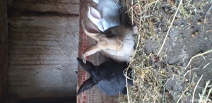 cadouri - imagine 10