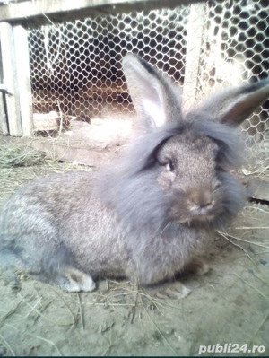 iepurasi cadou perfect - imagine 8