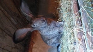 iepurasi cadou perfect - imagine 10