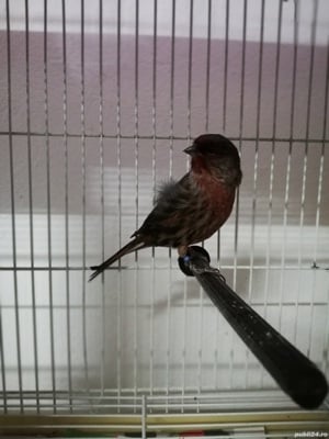 Canari, diferite culori  - imagine 5 Canari, diferite culori  - imagine 5