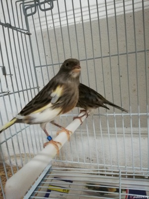 Canari, diferite culori  - imagine 6 Canari, diferite culori  - imagine 6