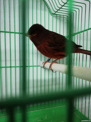 Canari, diferite culori  - imagine 8 Canari, diferite culori  - imagine 8