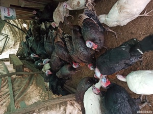 Curani de tara - imagine 3 Curani de tara - imagine 3