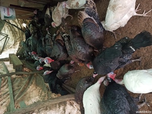 Curani de tara - imagine 2 Curani de tara - imagine 2