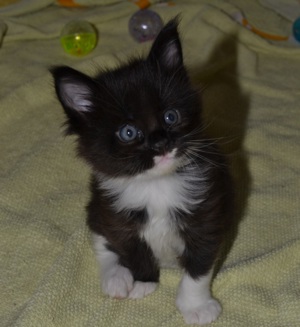 Pui Maine Coon cu pedigree  - imagine 4