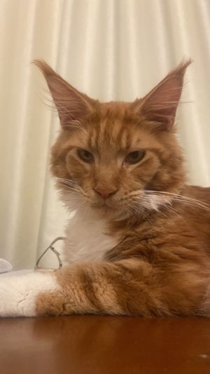Pui Maine Coon cu pedigree  - imagine 2