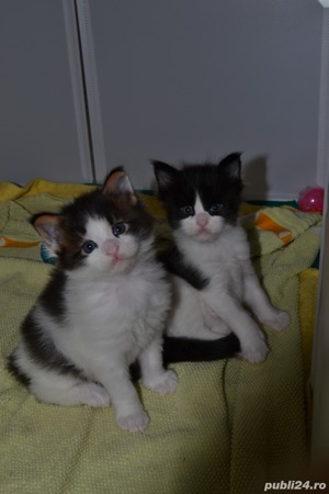 Pui Maine Coon cu pedigree  - imagine 3