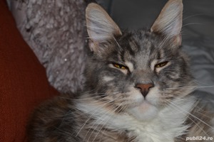 Pui Maine Coon cu pedigree  - imagine 5