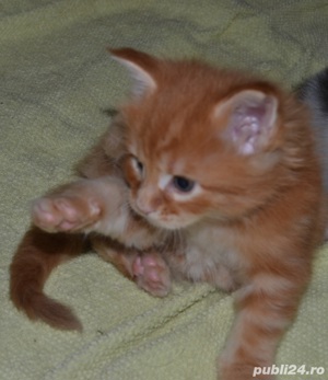 Pui Maine Coon cu pedigree  - imagine 6