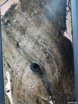 Trichineloscop digital - imagine 10