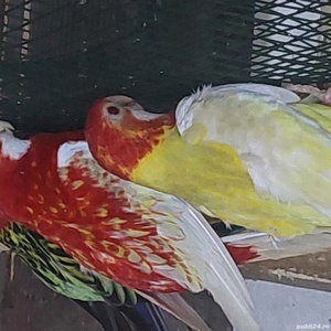 Micul  Alexandru.Nimfe Perusi.Agapornisi. - imagine 4